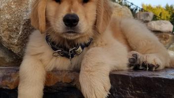 Golden retriever puppy photo on stone ledge, paws hanging, soft golden fur