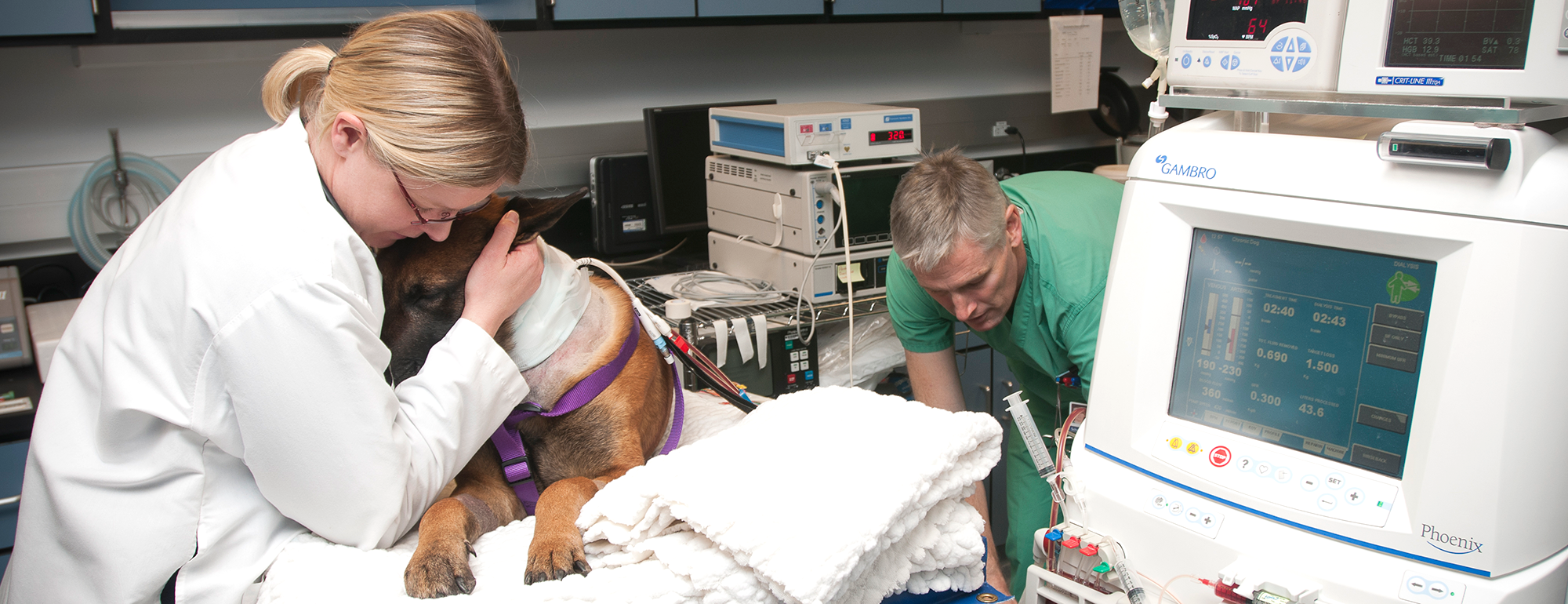 vets help a dog receiving dialysis