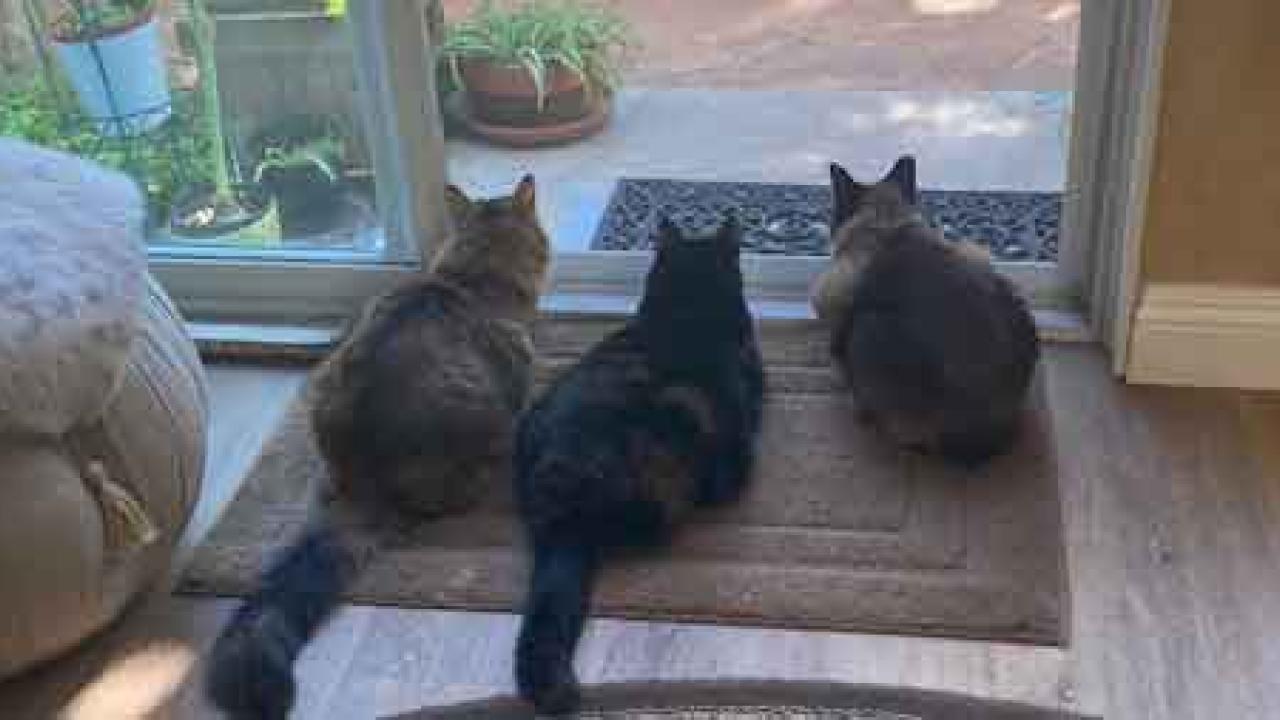 Three cats looking outside.