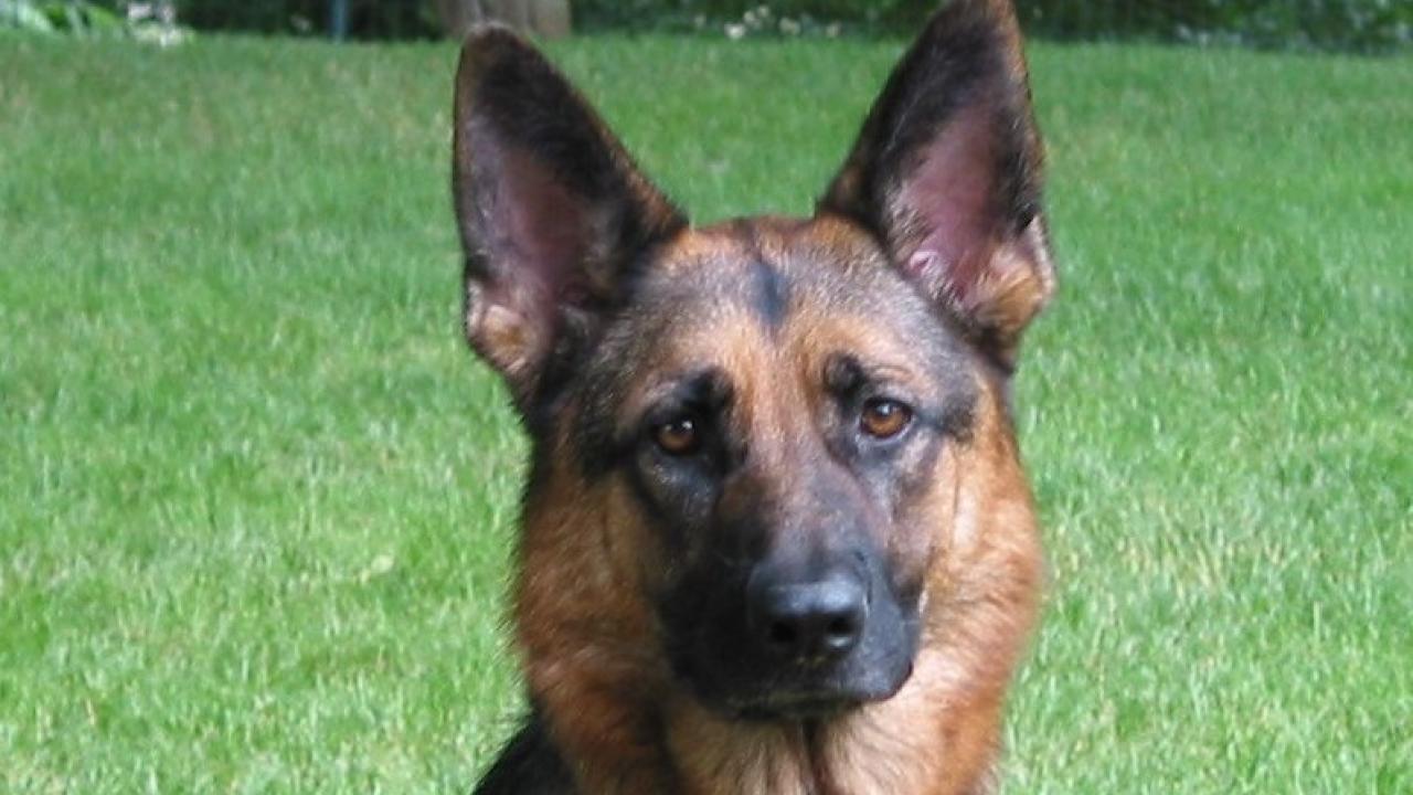 Photo of Laska, a German Shepherd