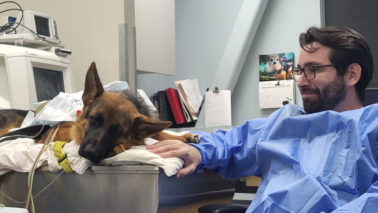 Veterinarian with German Shepard dog.