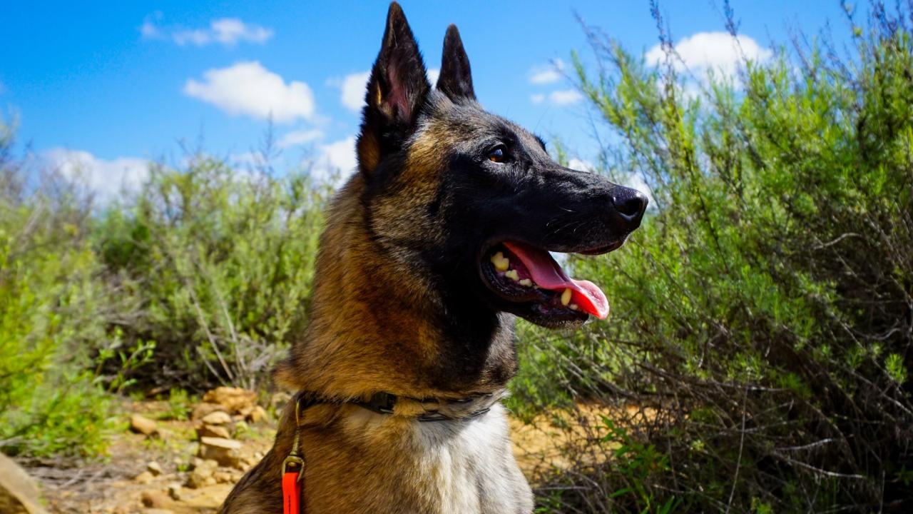 A dog looking towards the right with a blue sky in the background.