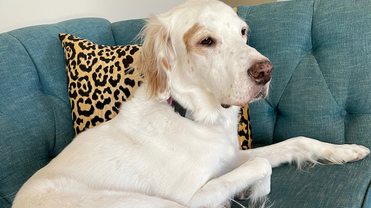 Ella, English Setter