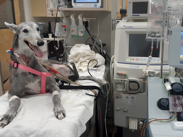 Dog receiving hemodialysis