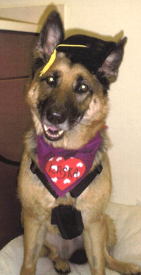 Laska wearing a graduation cap and at home.