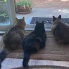 Three cats looking outside.