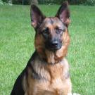 Photo of Laska, a German Shepherd