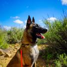 A dog looking towards the right with a blue sky in the background.