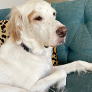 Ella, English Setter